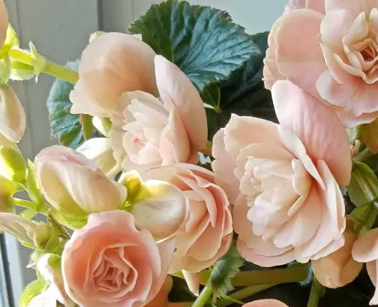Begonia Binos Soft Pink 1 Bulb