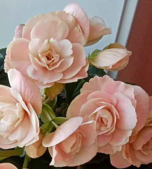 Begonia Binos Soft Pink 1 Bulb