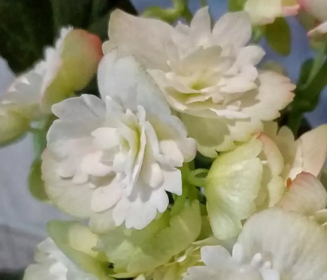 Begonia Cindy Frange 1 Bulb