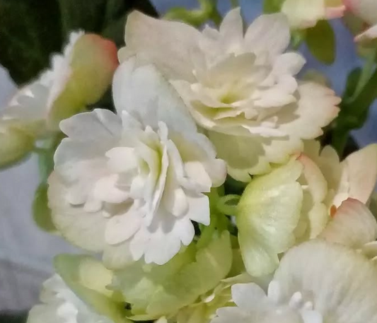 Begonia Cindy Frange 1 Bulb
