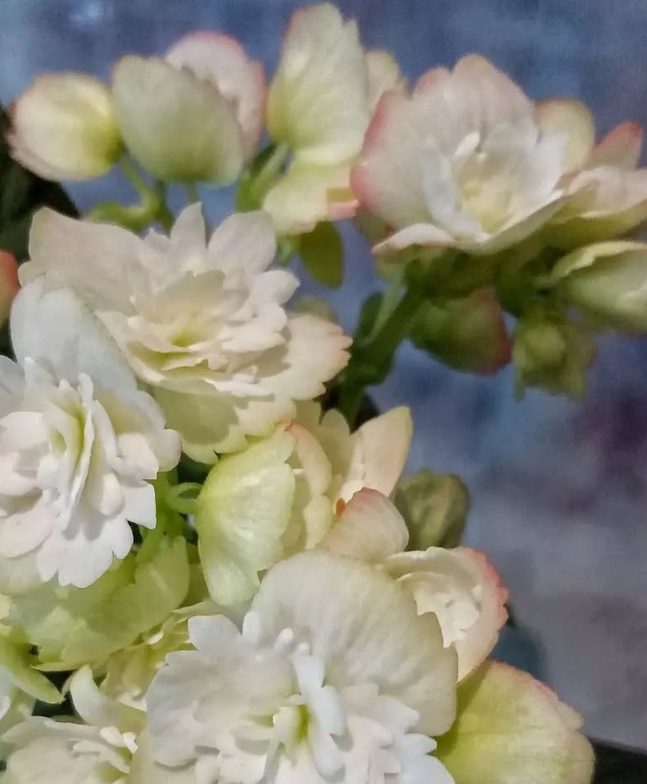 Begonia Cindy Frange 1 Bulb