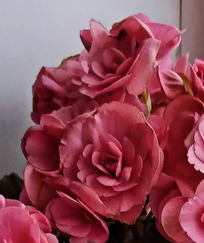 Begonia Berseba Pink 1 Bulb