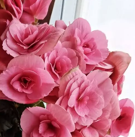 Begonia Berseba Pink 1 Bulb