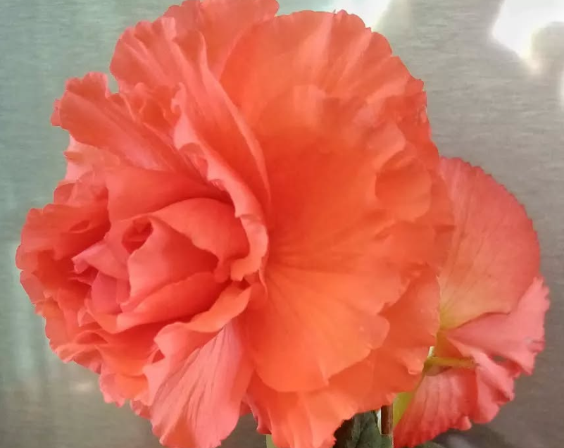 Begonia Butterfly 1 Bulb