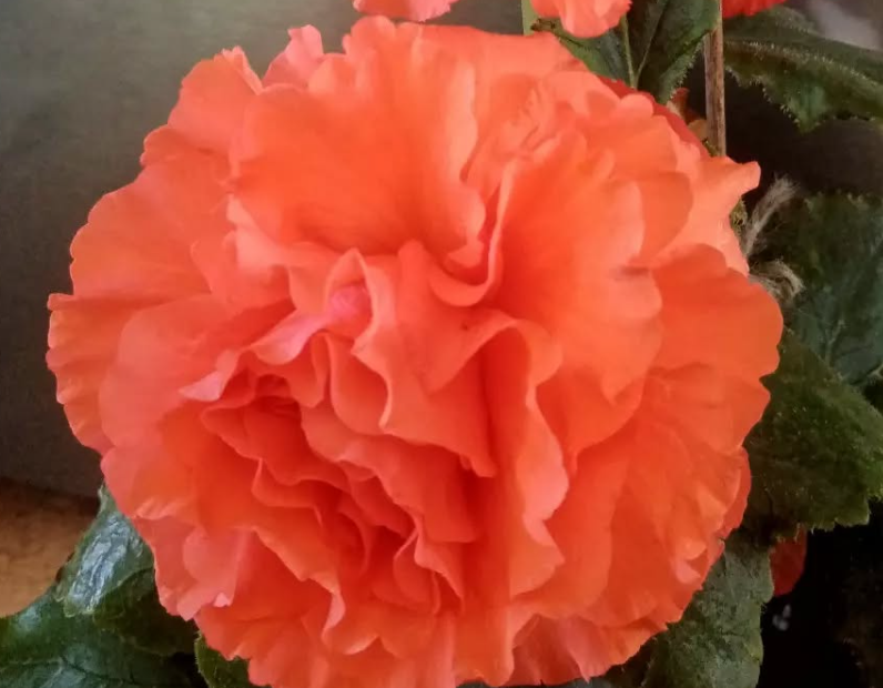 Begonia Butterfly 1 Bulb
