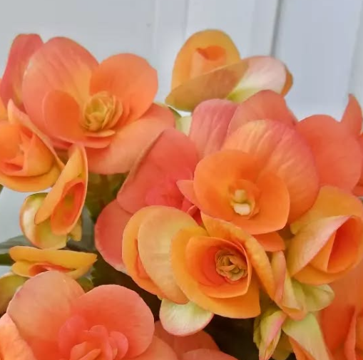 Begonia Batik 1 Bulb