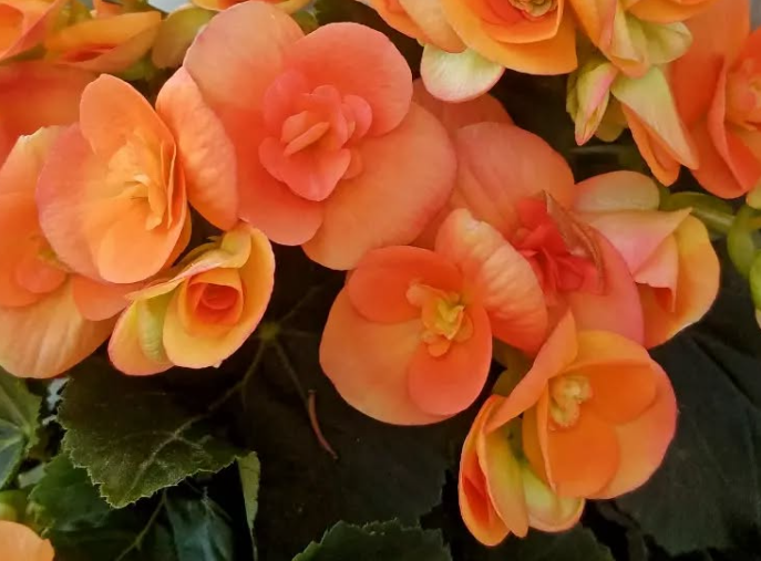 Begonia Batik 1 Bulb