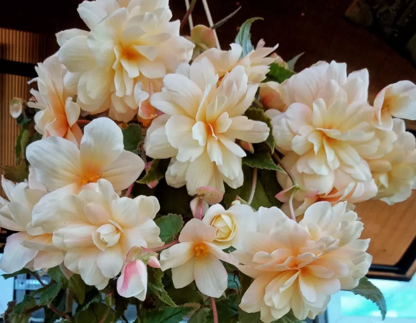 Begonia Chardonnay 1 Bulb