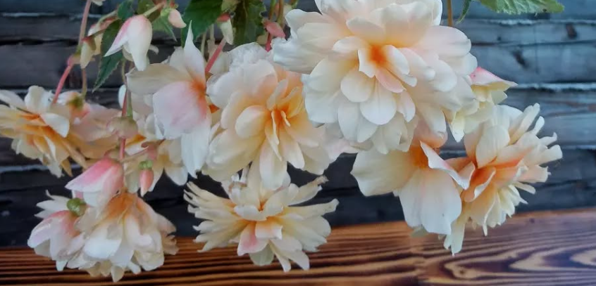 Begonia Chardonnay 1 Bulb