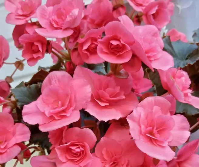 Begonia Silent Pink 1 Bulb