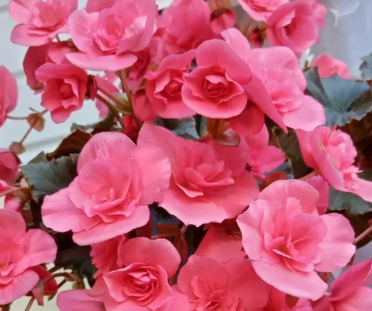 Begonia Silent Pink 1 Bulb