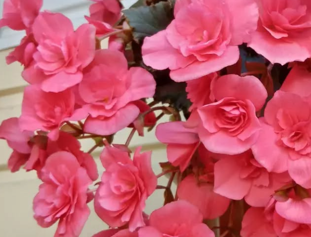 Begonia Silent Pink 1 Bulb
