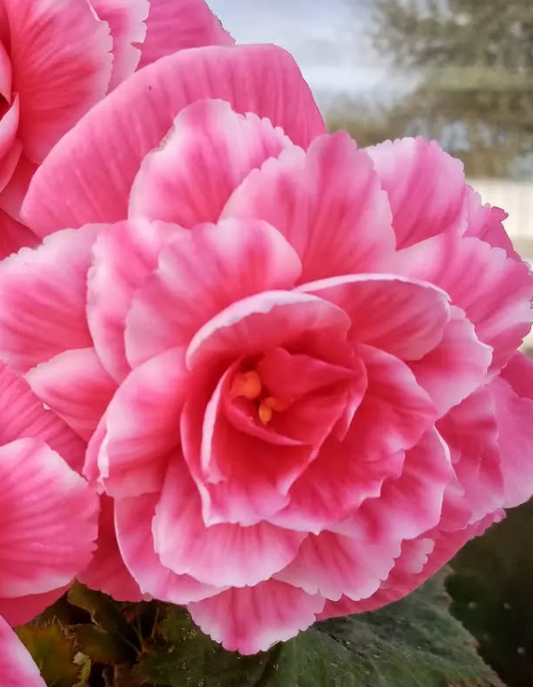 Begonia Pink Lace 1 Bulb