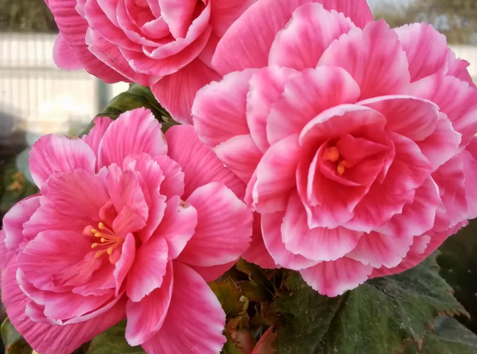 Begonia Pink Lace 1 Bulb