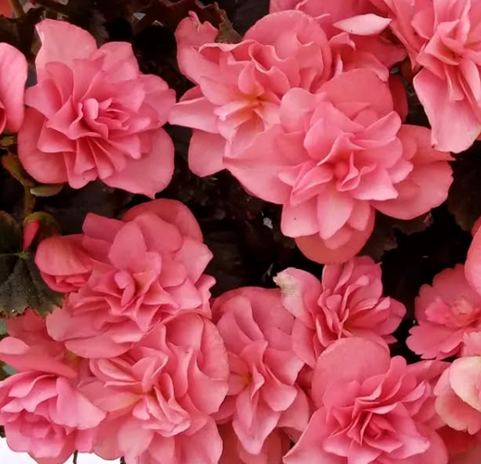Begonia Chloe Corall Pink 1 Bulb