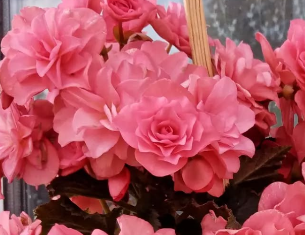 Begonia Chloe Corall Pink 1 Bulb