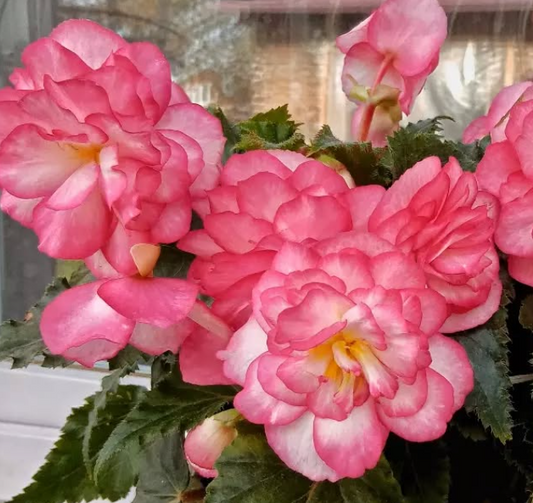 Begonia Pink Halo 1 Bulb