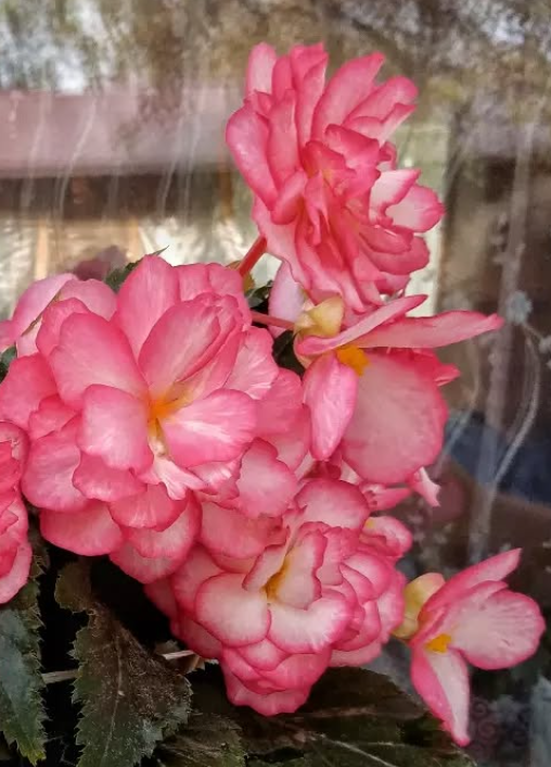 Begonia Pink Halo 1 Bulb