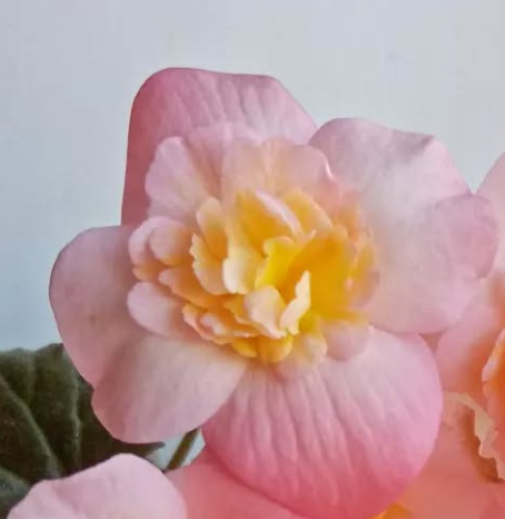Begonia Dragon Sunset 1 Bulb