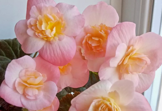 Begonia Dragon Sunset 1 Bulb