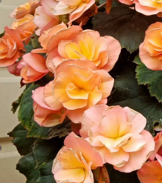 Begonia Sun Apricot 1 Bulb