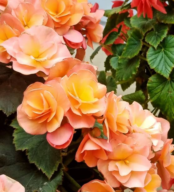Begonia Sun Apricot 1 Bulb