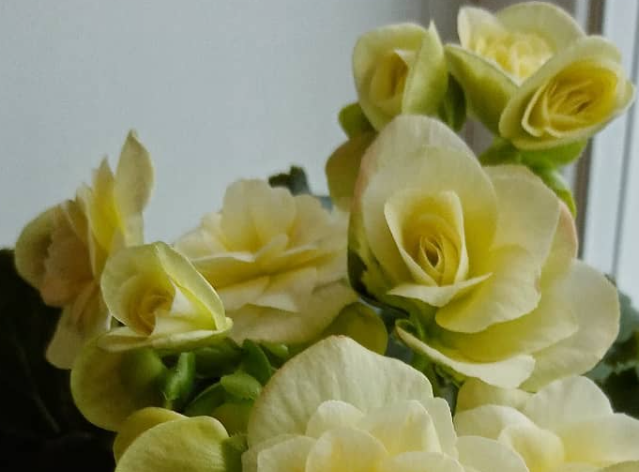 Begonia Glory Lemon 1 Bulb