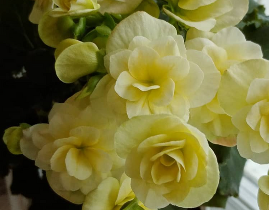 Begonia Glory Lemon 1 Bulb