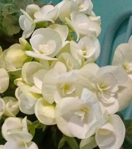 Begonia Clara 1 Bulb