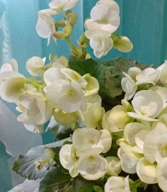 Begonia Clara 1 Bulb