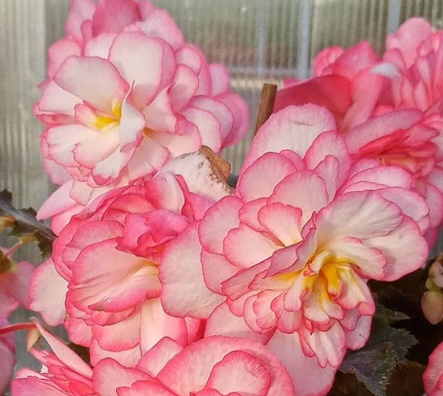 Begonia Pink Halo 1 Bulb