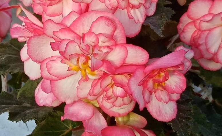 Begonia Pink Halo 1 Bulb