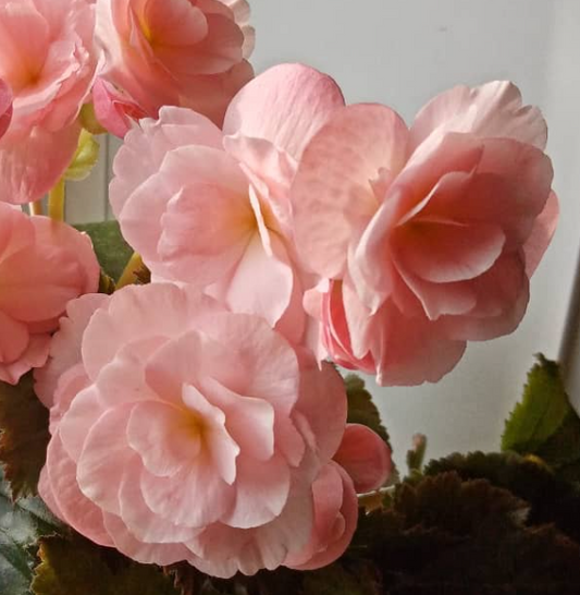 Begonia Dragon Shampange 1 Bulb
