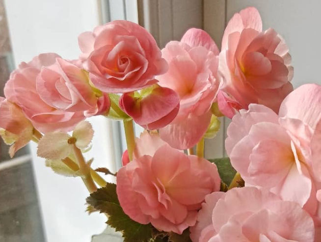 Begonia Dragon Shampange 1 Bulb