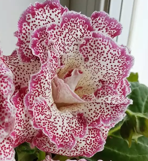 Gloxinia Cranberry Drops 1 Bulb