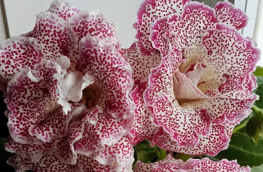 Gloxinia Cranberry Drops 1 Bulb