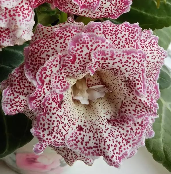 Gloxinia Cranberry Drops 1 Bulb