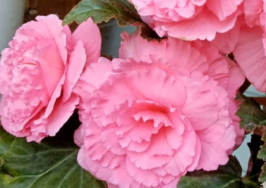 Begonia Ruffled Rose 1 Bulb