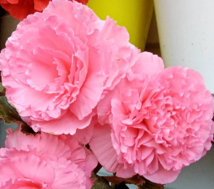 Begonia Ruffled Rose 1 Bulb