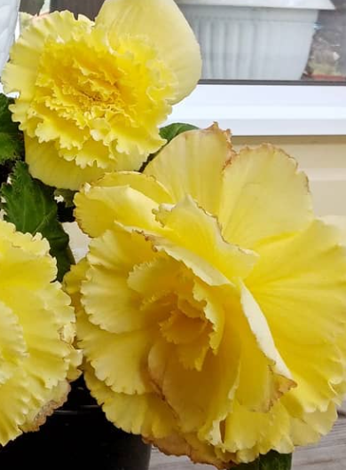 Begonia Leandro 1 Bulb