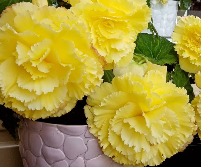 Begonia Leandro 1 Bulb