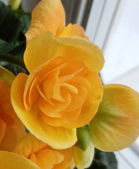 Begonia Yellow stone 1 Bulb
