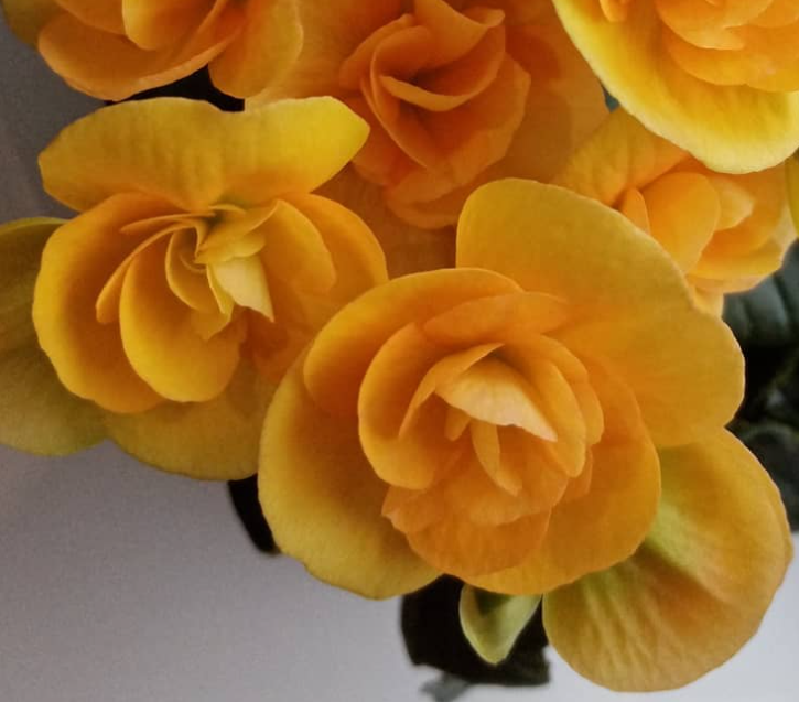 Begonia Yellow stone 1 Bulb