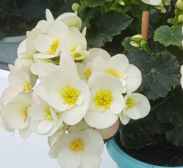 Begonia  Valentino White 1 Bulb