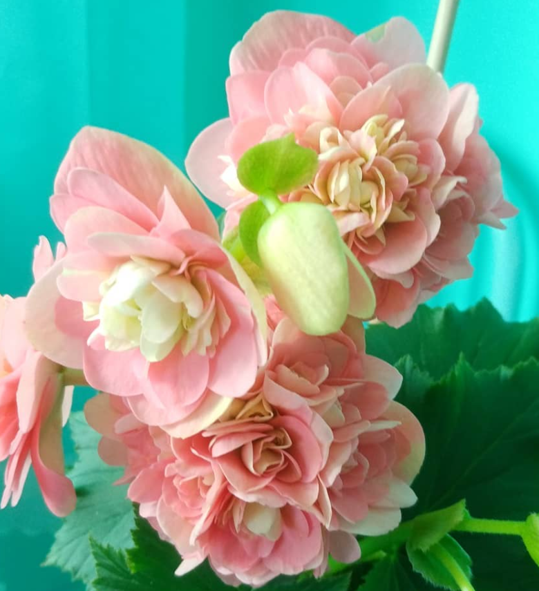 Begonia Christine 1 Bulb