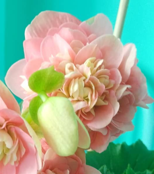 Begonia Christine 1 Bulb