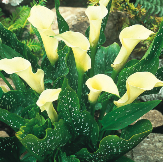 Calla Lily ( Zantedeschia ) Albomaculata 1 Bulb