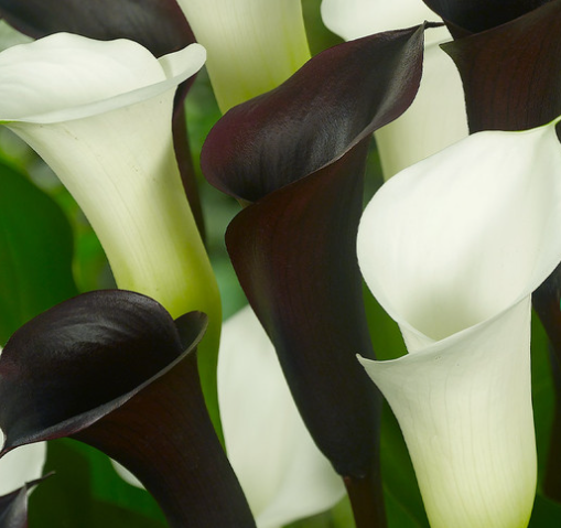 Calla Lily ( Zantedeschia ) Albomaculata 1 Bulb