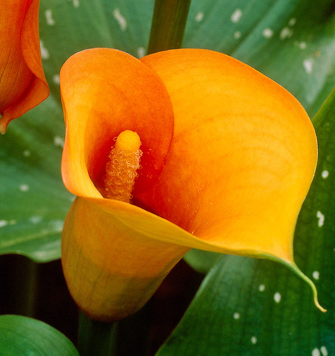 Calla Lily ( Zantedeschia ) Mango  1 Bulb