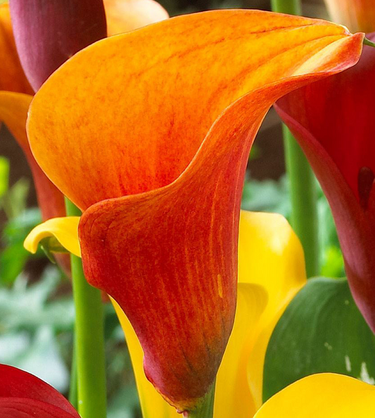 Calla Lily ( Zantedeschia ) Firelights 1 Bulb